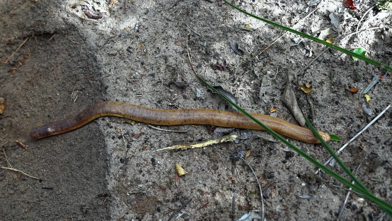 una toma de arriba hacia abajo de un increíble anfisbeno gigante que no es un gusano o una serpiente deslizándose por un pequeño sendero en el parque nacional chapada diamantina en el noreste de brasil
