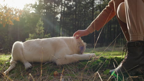 the owner strokes his dog, which is tired on a walk in a beautiful autumn forest.