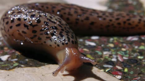 stunning extreme close up portrait of slimy leopard slug raising its head and face up from ground