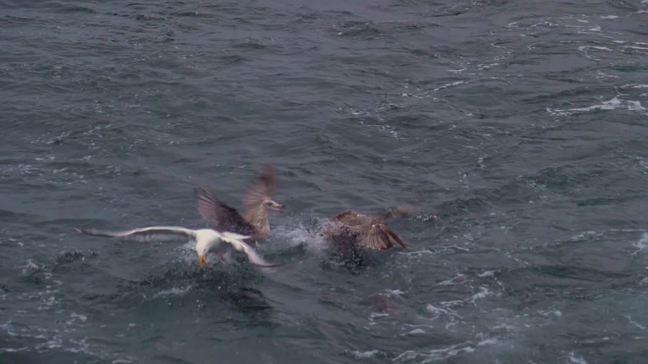 Seabirds fight for a piece of a fish skeleton tossed into the sea from a fishing boat off the coast of the Magdalen Islands