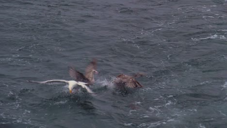 seabirds fight for a piece of a fish skeleton tossed into the sea from a fishing boat off the coast of the magdalen islands