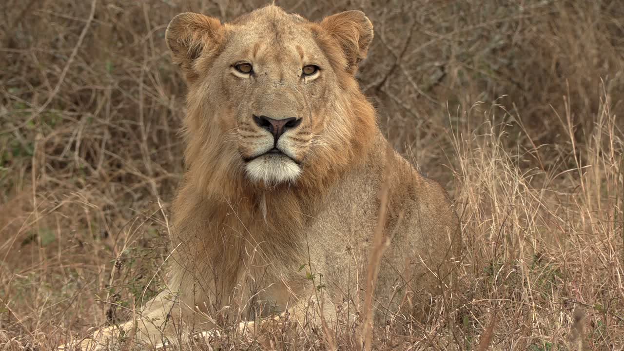 primer plano de la cara de un joven león macho inspeccionando el entorno observando algo