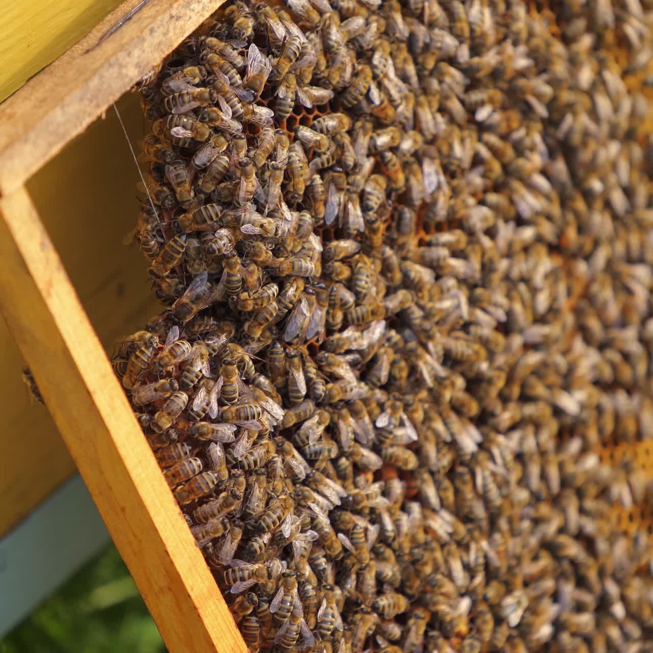 Frames of a bee hive. Beekeeper harvesting honey. Working bees on honey cells. Apiary concept