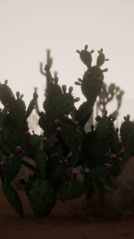 prickly pear cactus in the desert