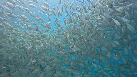 seascape with silver fish schooling in coral reef of the sea