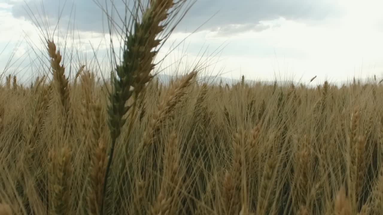 camera track from the wheat farm to the right and up