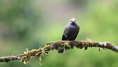 Palm-tanager--perched-on-branch