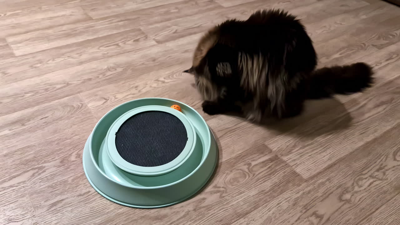 Maine Coon Cat Playing with Interactive Rolling Ball Toy