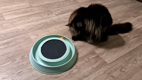 maine coon cat playing with interactive rolling ball toy