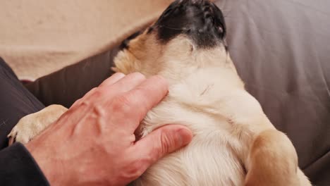 pug dog lies on sofa and man hand pets dog. relaxation of domestic animal.