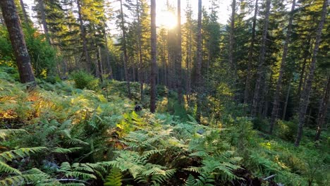 wide shot, male hunter hikes through forest brush at sunrise