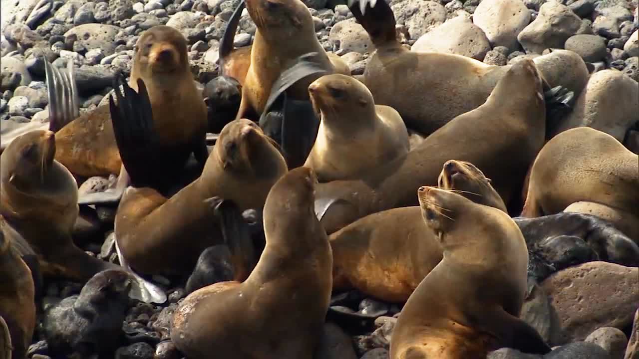 북부 물개와 새끼들은 프리빌로프 섬 해변 근처의 바위에서 놀고 있습니다.