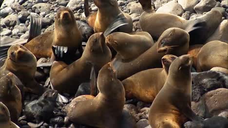 northern fur seals and their cubs hang out on rocks near the beach of the pribilof islands