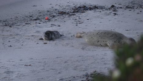 Linda-Cría-De-Foca-Aprendiendo-A-Deslizarse