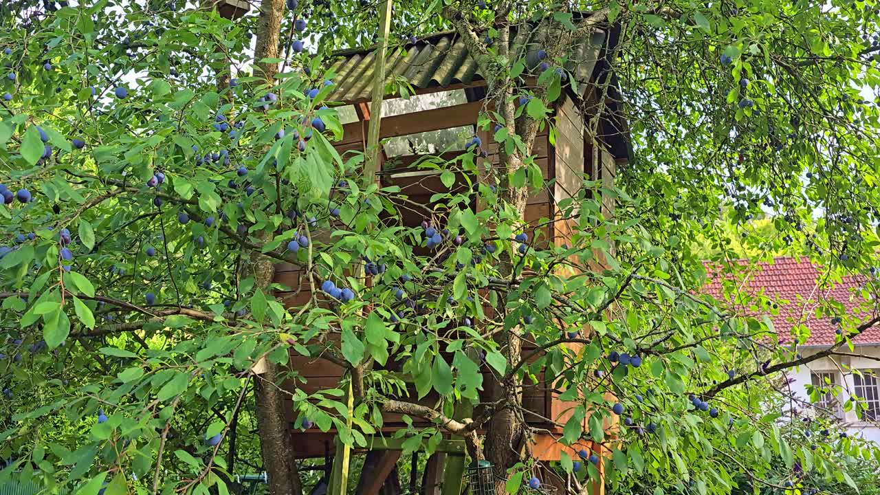 Fixed shot of a wooden children’s treehouse built in a plum tree, with a house and roof visible in the background