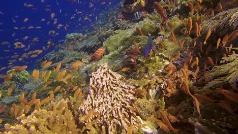 Diving-video-of-corals-and-reef-fish-at-Batu-Bolong,-Komodo-National-Park,-Indonesia