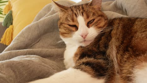 domestic cat staring the camera with sleepy eyes on the couch