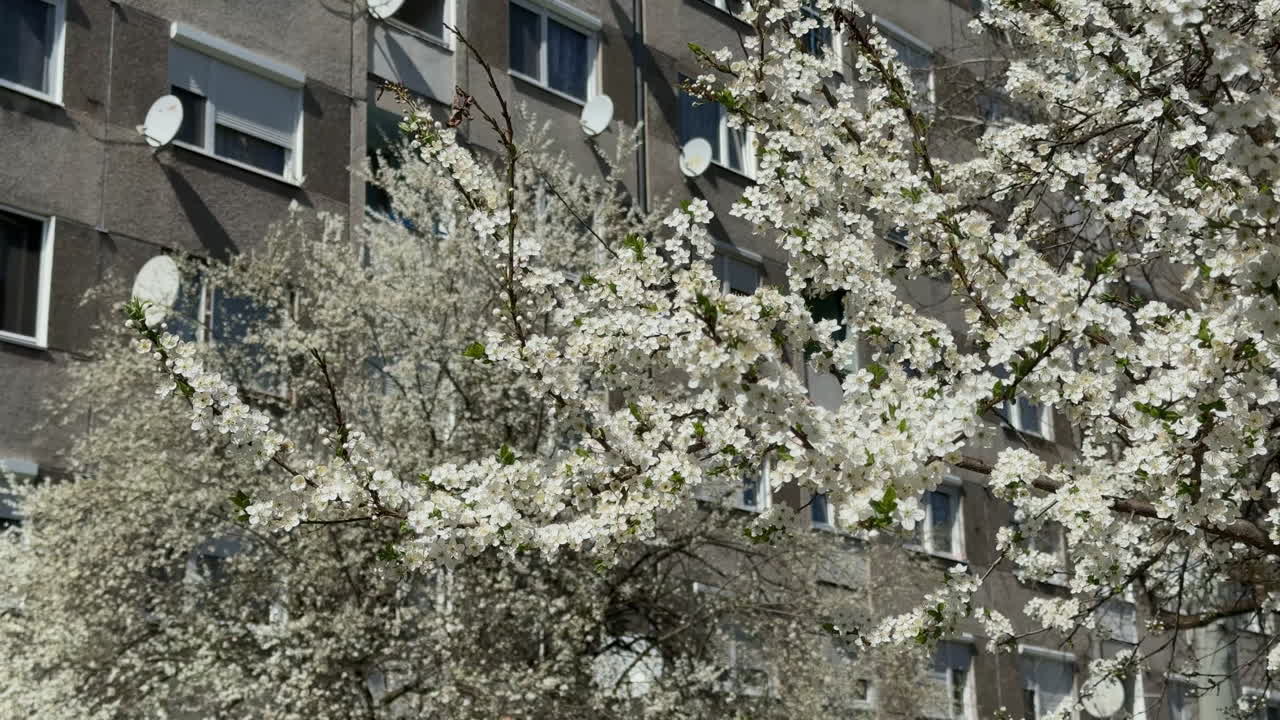 Close-up of white blossoms in front of apartment building