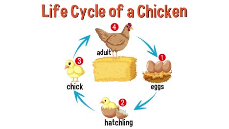 educational animation of a chicken's life stages.