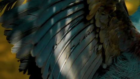 vibrant, blue feathers of a victoria crowned pigeon flapping its wings