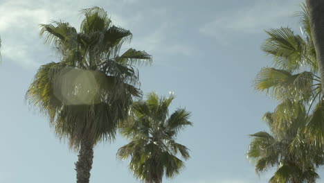 California-palm-trees-on-a-sunny-day