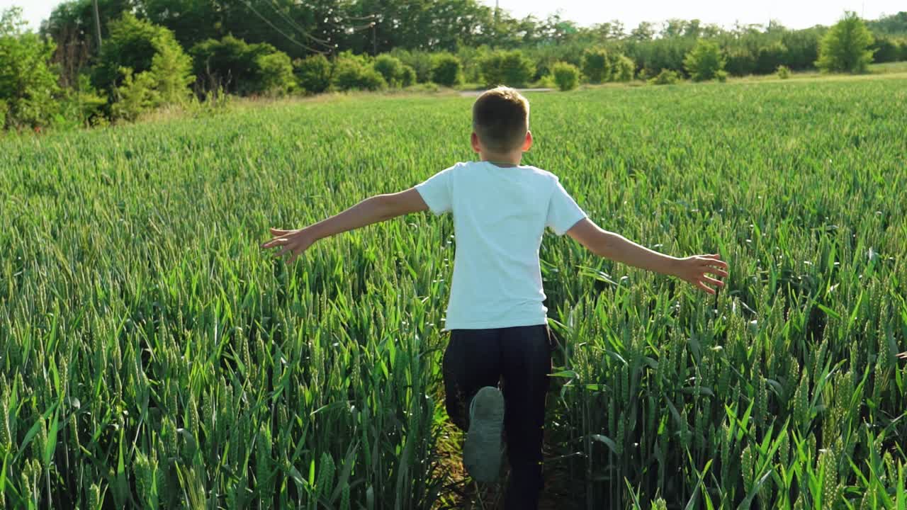 boy with his back running across the field and touching the wheat in the summer. Slow motion