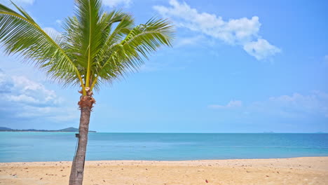 palm tree on a beach