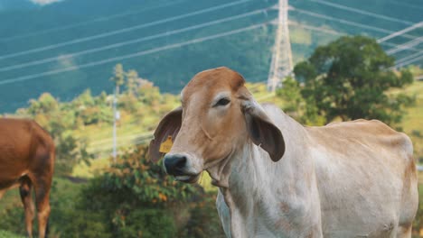 Vaca-Graciosa-Y-Linda-En-Una-Granja,-Jugando-Con-Su-Lengua-Y-Nariz-En-Un-Valle-En-Colombia