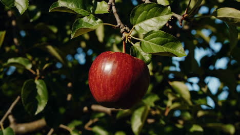 red apple on a tree