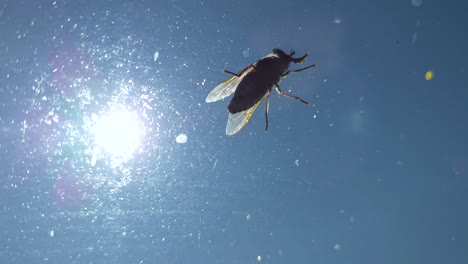 eine fliege, die winzige nahrungspartikel verbraucht - nahaufnahme