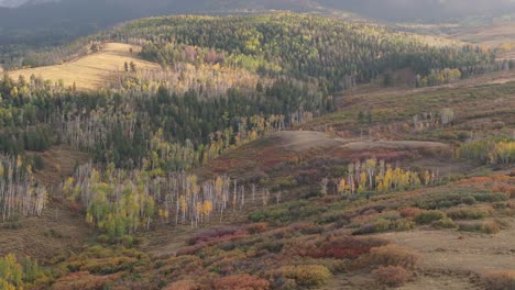 relaxing and calm scene of native forest during fall season in colorado, drone pull back
