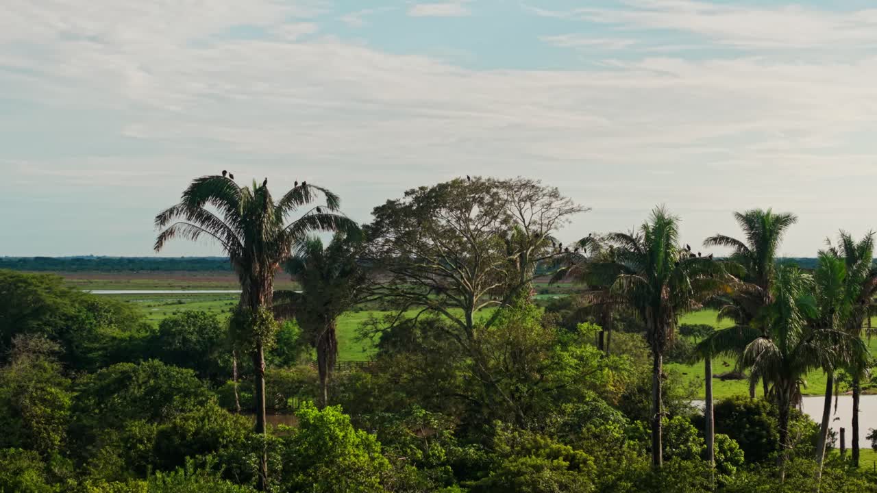 Drone view flying over a lush tropical plain with palm trees and a river in the colombian llanos