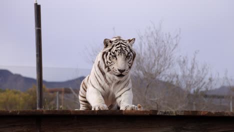 el tigre blanco atrapa comida en el santuario de vida silvestre slomo