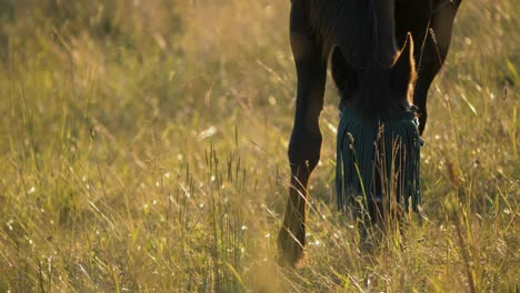 Close-up-of-horse-wearing-a-fly-mask