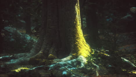belleza natural del suelo del bosque con raíces de árboles iluminadas al anochecer