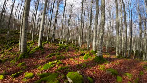 Drone-Fpv-Pasando-A-Través-De-Los-árboles-De-Un-Bosque-En-Otoño