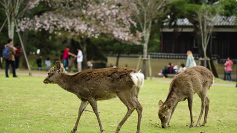 disparo en cámara lenta de ciervos vagando libremente en el parque nara en japón