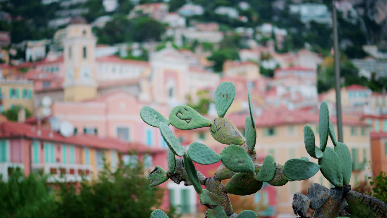 Close up of a cactus with a blurry view of Villefranche sur Mer, France on the background