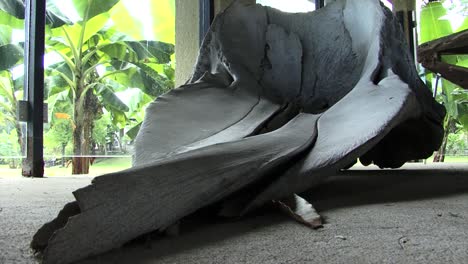 Skull-of-a-whale-in-the-Museum-of-Tahiti-and-her-islands,-French-Polynesia