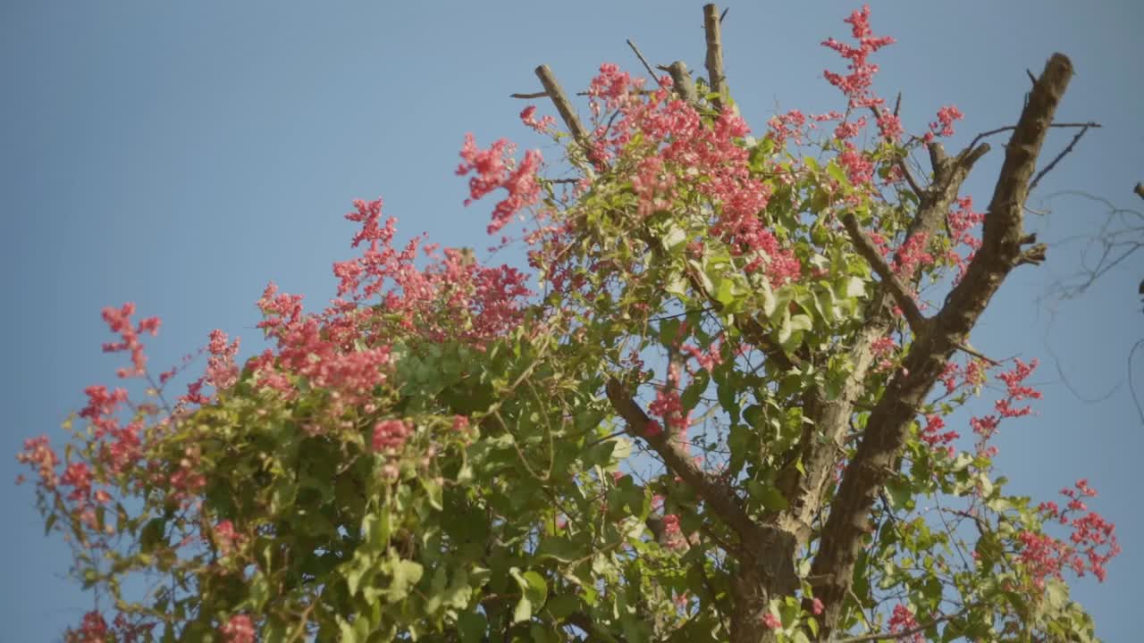 замедленное видео дерева, усыпанного розовыми цветами