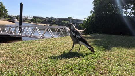 magpie walking by a river with a bridge