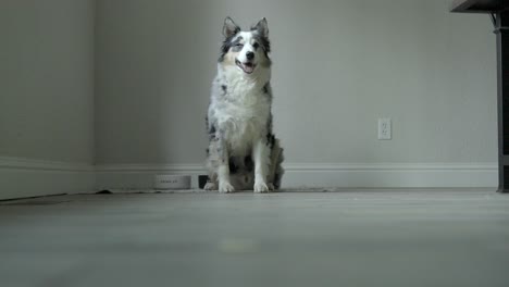 un perro se sienta y espera a que le den
