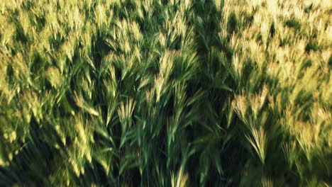 drone tilt aerial shot capturing an idyllic cornfield and a forest view to the left