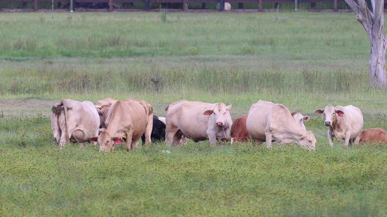 들판 에서 풀 을 고 누워 있는 가축 들 의 무리