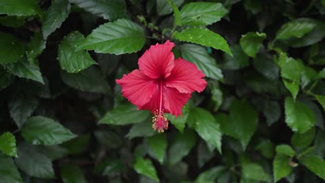 Beautiful-Red-Shoeblackplant-On-Evergreen-Shrub---close-up