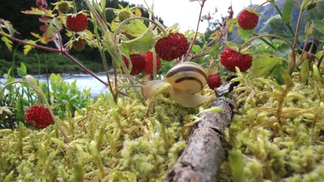 snail close-up, looking at the red strawberries