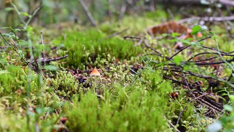close-up view of lush green moss and forest floor vegetation in a vibrant temperate woodland setting
