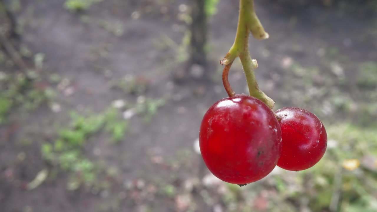 Primo piano di bacche rosse mature che ondeggiano delicatamente