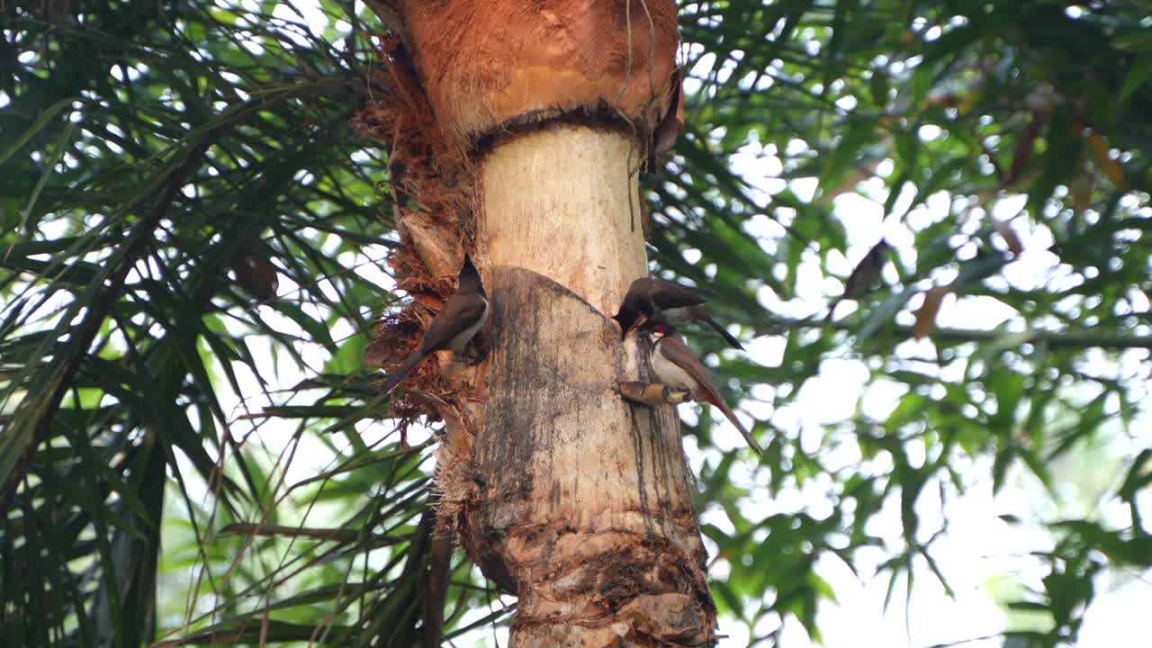 Birds are drinking date sap from a date palm tree.