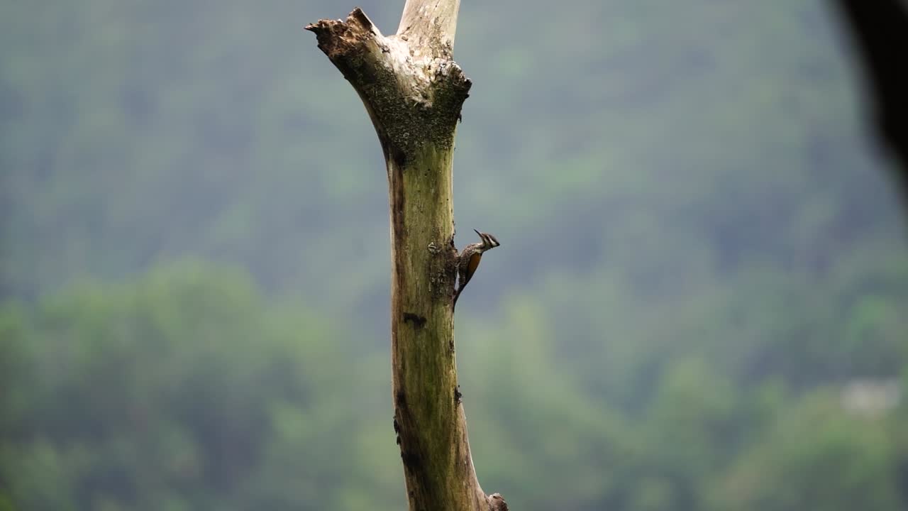 a female common flameback bird or dinopium javanense is looking at her nest in a dry tree hole